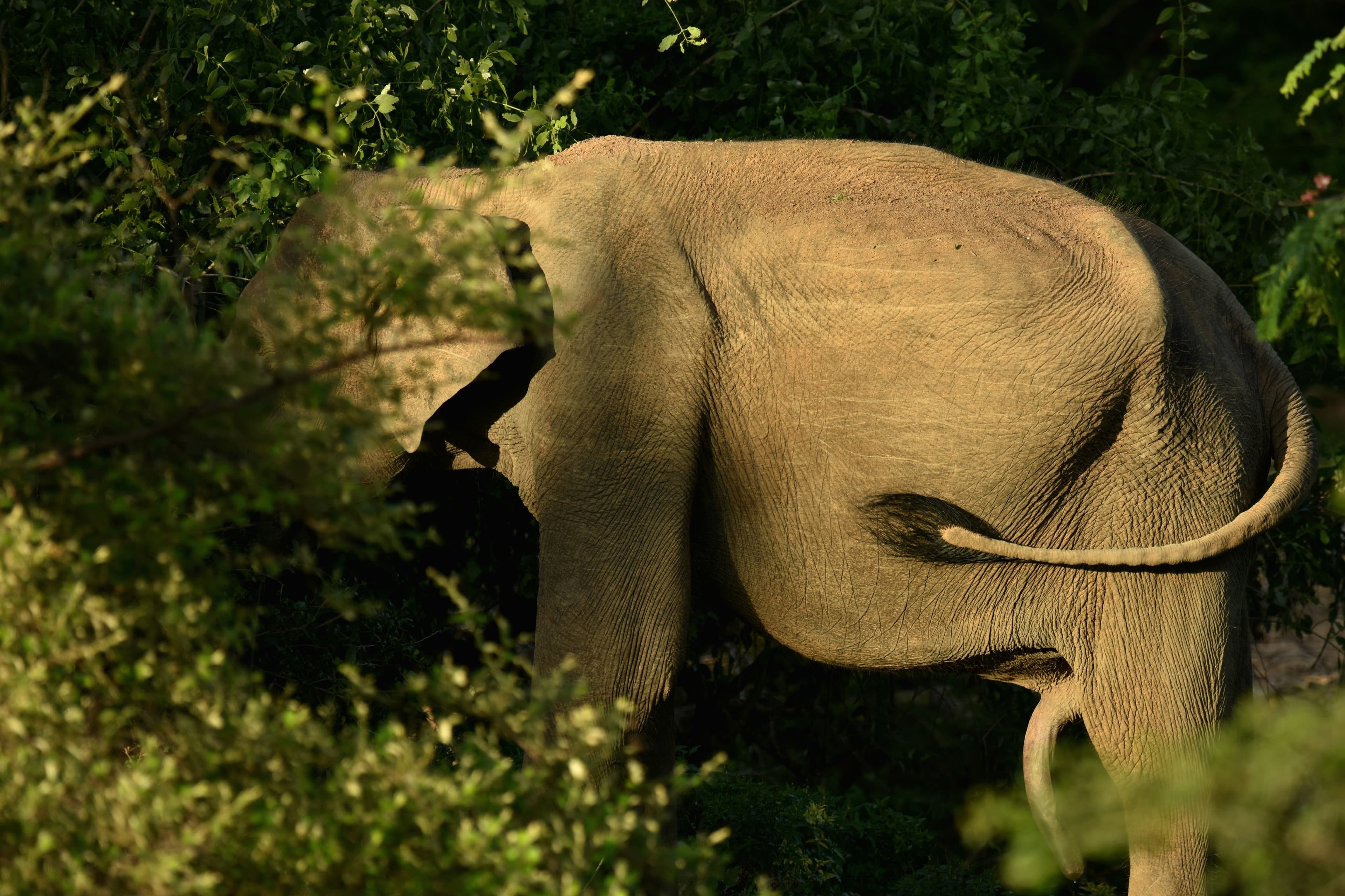 Udawalawe National Park, Sri Lanka's elephant park