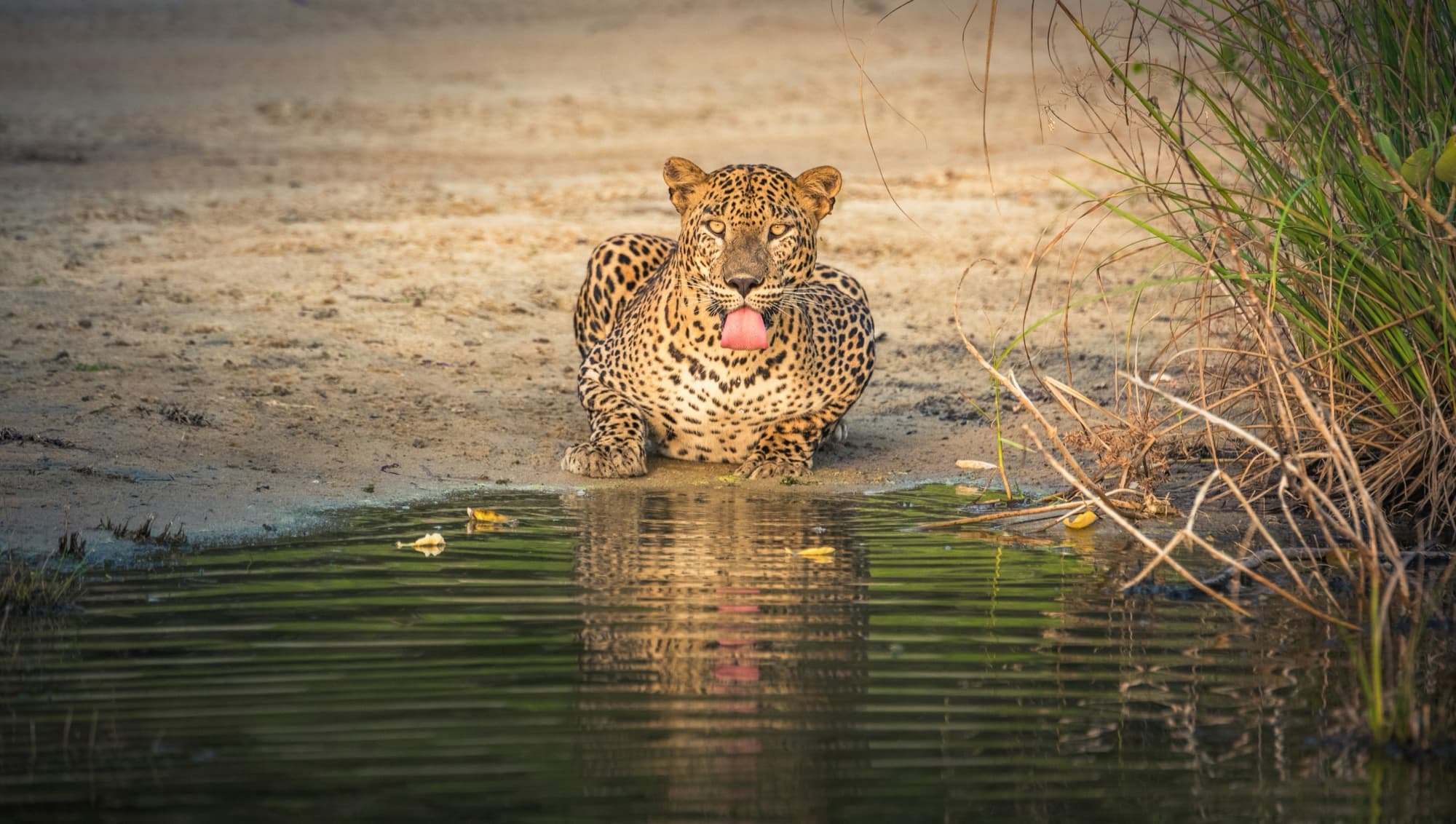 Yala National Park, Sri Lanka's southeastern leopard reserve