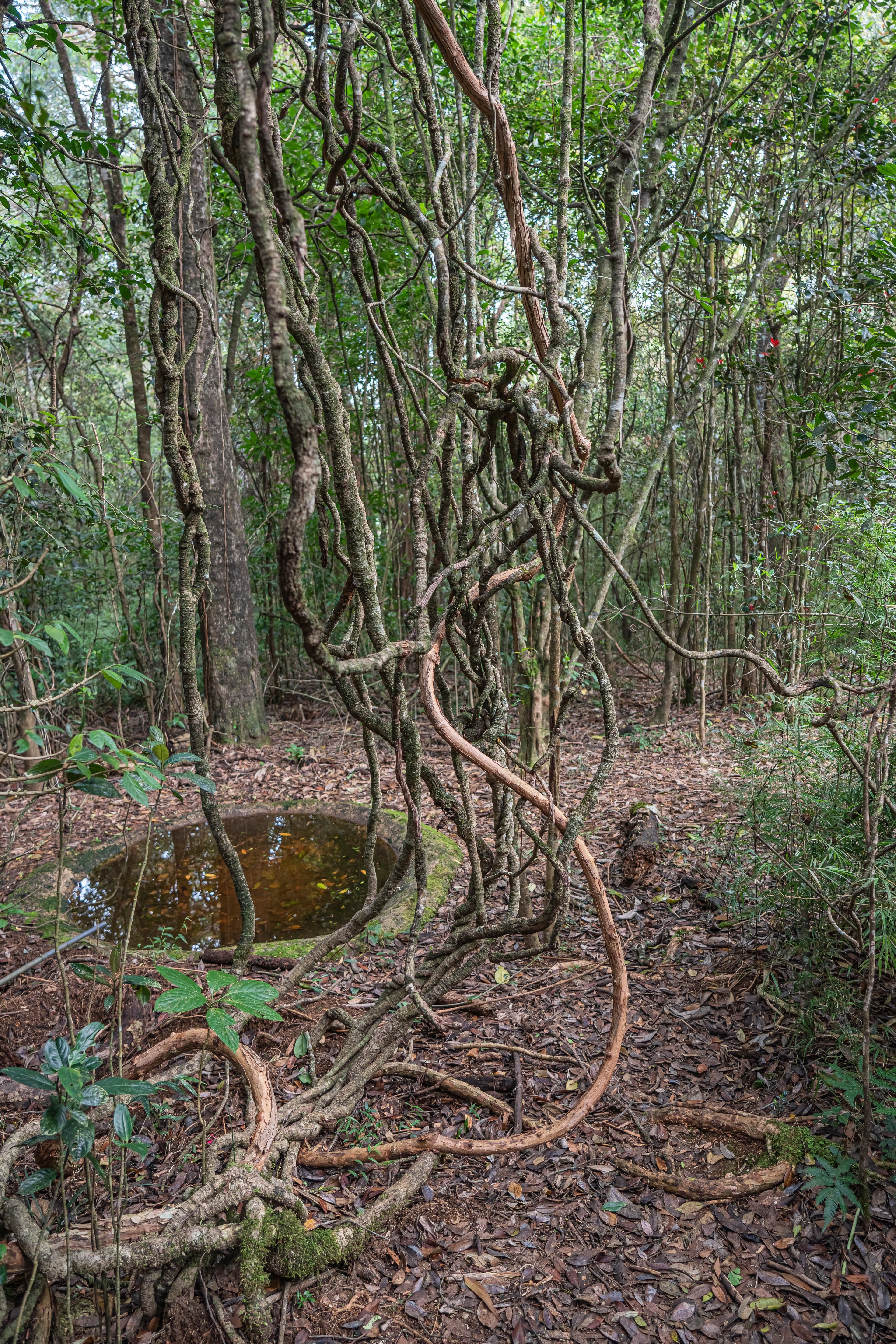 Galway's Land National Park, a wildlife in Nuwara Eliya