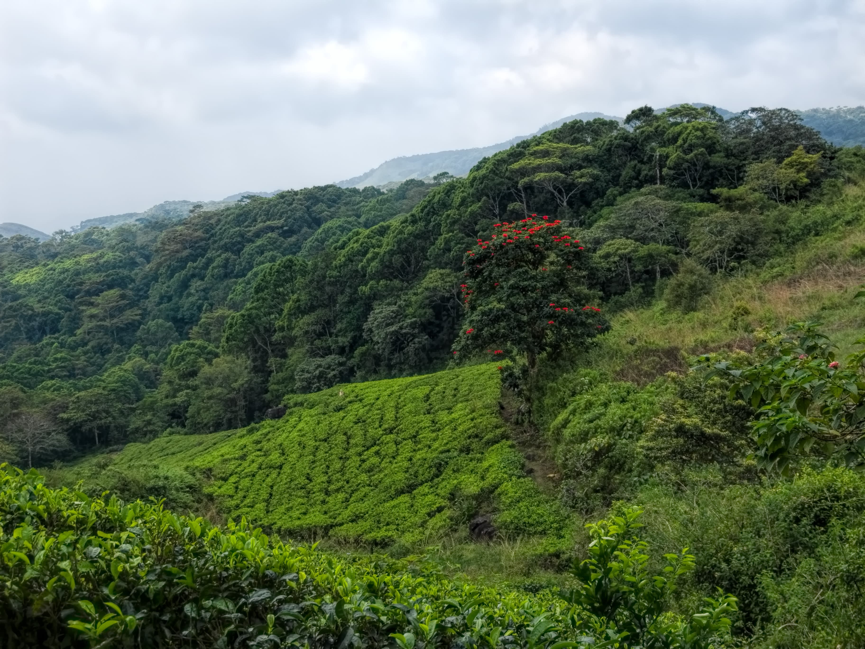 Sinharaja Forest Reserve, Sri Lanka's largest lowland rainforest
